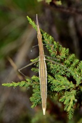 Microcoema