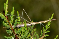 Microcoema