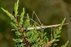 Microcoema