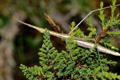 Microcoema