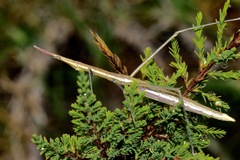 Microcoema