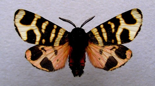 Hebe Tiger Moth