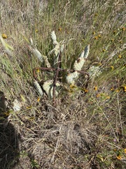 Opuntia basilaris treleasei
