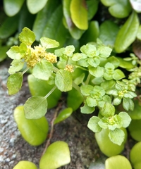 Pilea peploides major