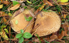 Lacrymaria echiniceps