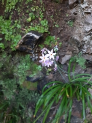 Tulbaghia maritima