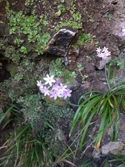 Tulbaghia maritima