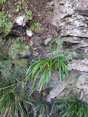 Tulbaghia maritima