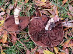 Lacrymaria echiniceps