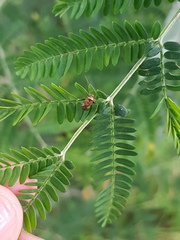 Neostenotus