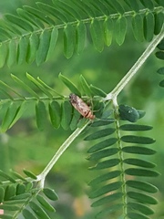 Neostenotus