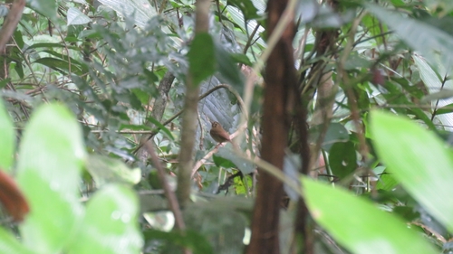 Stub-tailed Spadebill (Platyrinchus cancrominus), photo 9