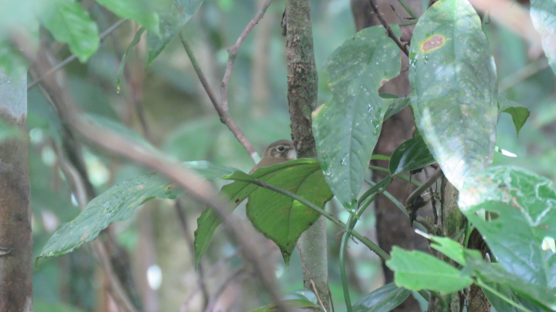 Stub-tailed Spadebill (Platyrinchus cancrominus), photo 10