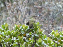 Metallura aeneocauda