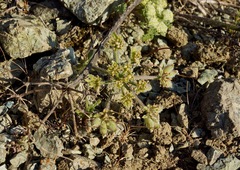 Lomatium dasycarpum dasycarpum