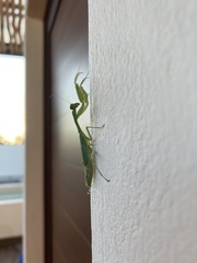 Stagmomantis venusta