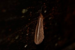 Fraus linogyna