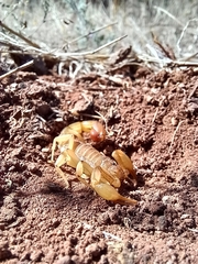 Paravaejovis spinigerus