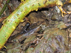 Mannophryne trinitatis