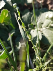 Pectocarya penicillata