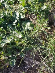 Pectocarya penicillata