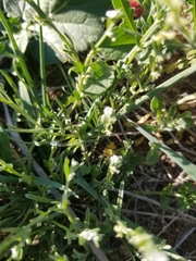 Pectocarya penicillata