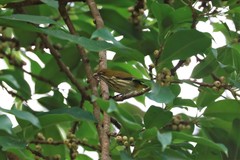 Dicaeum chrysorrheum