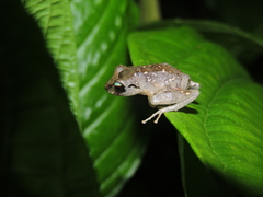 Pristimantis urichi
