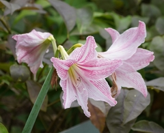 Hippeastrum reticulatum