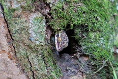 Cyrtodactylus rukhadeva