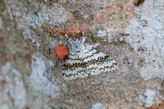 Lymantria brotea