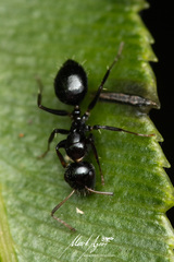 Camponotus mackayensis