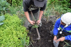 Tropaeolum tuberosum