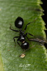 Camponotus mackayensis
