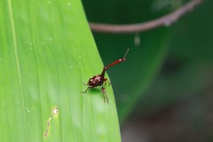 Cycnotrachelus flavotuberosus