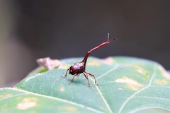 Cycnotrachelus flavotuberosus