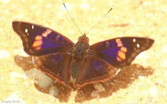 Doxocopa agathina
