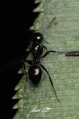 Camponotus mackayensis