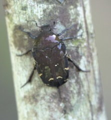 Protaetia pavicevici