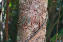 Helarctos malayanus malayanus