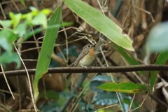 Cyornis whitei