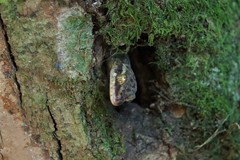 Cyrtodactylus rukhadeva