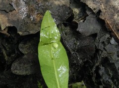 Triturus carnifex