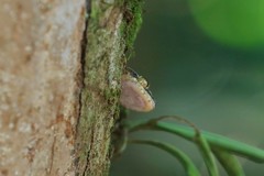 Cyrtodactylus rukhadeva