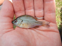 Lepomis marginatus