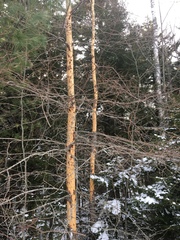 Erethizon dorsatum dorsatum