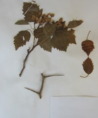 Crataegus coccinea coccinea