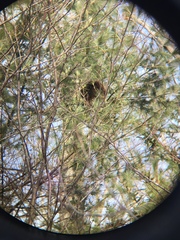 Erethizon dorsatum dorsatum