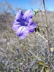 Ruellia californica
