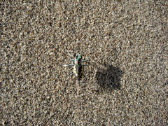 Cicindela theatina